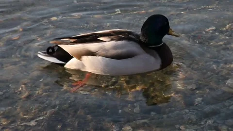 Some wild ducks, mallard ducks, are swimming into Ticino river, Italy Stock Footage 84816314