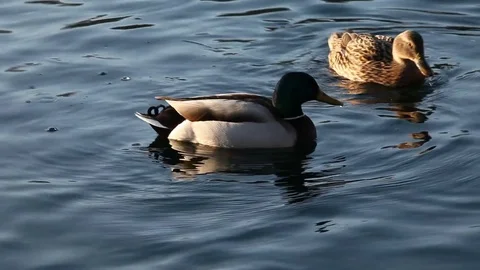 Some wild ducks, mallard ducks, are swimming into Ticino river, Italy Stock Footage 84950421
