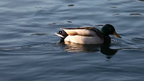 Some wild ducks, mallard ducks, are swimming into Ticino river, Italy Stock Footage 84953868