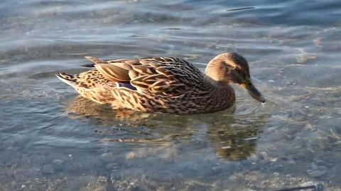 Some wild ducks, mallard ducks, are swimming into Ticino river, Italy Stock Footage 84956197