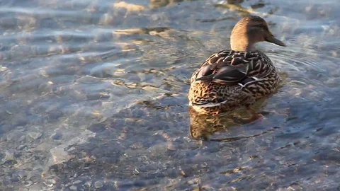 Some wild ducks, mallard ducks, are swimming into Ticino river, Italy Stock Footage 84956207