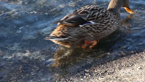 Some wild ducks, mallard ducks, are swimming into Ticino river, Italy Stock Footage 84956224