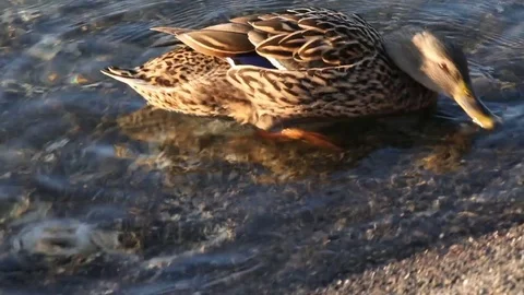 Some wild ducks, mallard ducks, are swimming into Ticino river, Italy Stock Footage 84956241