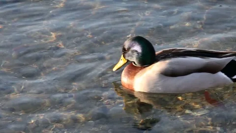 Some wild ducks, mallard ducks, are swimming into Ticino river, Italy Stock Footage 85085056