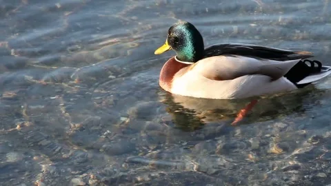Some wild ducks, mallard ducks, are swimming into Ticino river, Italy Stock Footage 85086252