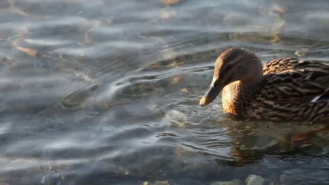 Some wild ducks, mallard ducks, are swimming into Ticino river, Italy Stock Footage 85088549