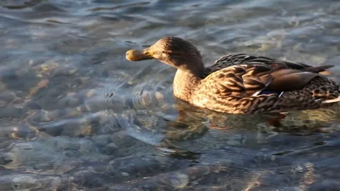 Some wild ducks, mallard ducks, are swimming into Ticino river, Italy Stock Footage 85088966