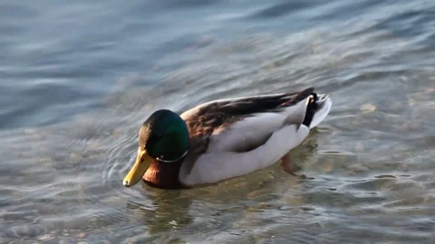 Some wild ducks, mallard ducks, are swimming into Ticino river, Italy Stock Footage 85089139