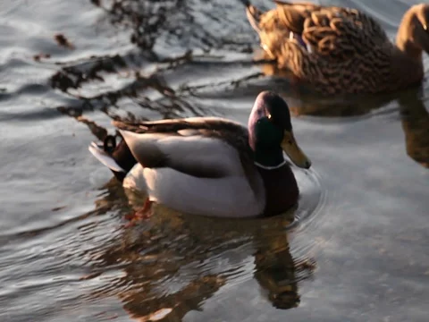 Some wild ducks, mallard ducks, are swimming into Ticino river, Italy Stock Footage 85090611
