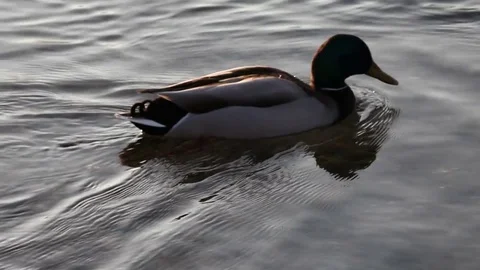 Some wild ducks, mallard ducks, are swimming into Ticino river, Italy Stock Footage 85128720