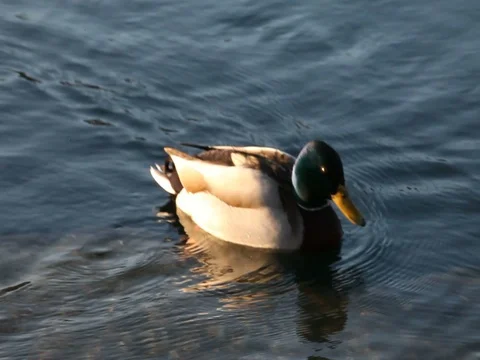 Some wild ducks, mallard ducks, are swimming into Ticino river, Italy Stock Footage 85128956