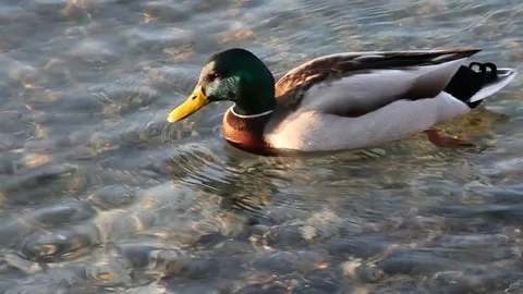 Some wild ducks, mallard ducks, are swimming into Ticino river, Italy Stock Footage 85129118