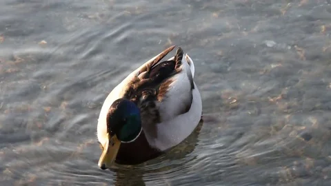 Some wild ducks, mallard ducks, are swimming into Ticino river, Italy Stock Footage 85129365