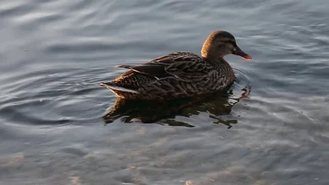 Some wild ducks, mallard ducks, are swimming into Ticino river, Italy Stock Footage 85129668