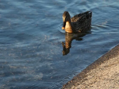 Some wild ducks, mallard ducks, are swimming into Ticino river, Italy Stock Footage 85130466