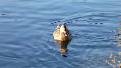 Some wild ducks, mallard ducks, are swimming into Ticino river, Italy Stock Footage 85130647