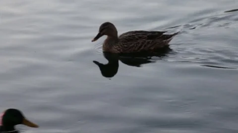 Some wild ducks, mallard ducks, are swimming into Ticino river, Italy Stock Footage 85130828