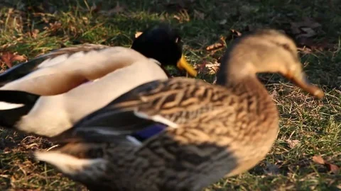 Some wild ducks, mallard ducks, are swimming into Ticino river, Italy Stock Footage 85131152