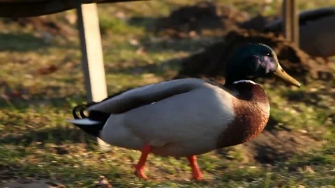 Some wild ducks, mallard ducks, are swimming into Ticino river, Italy Stock Footage 85131259