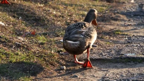 Some wild ducks, mallard ducks, are swimming into Ticino river, Italy Stock Footage 85131358