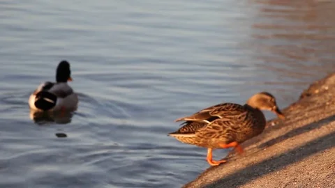 Some wild ducks, mallard ducks, are swimming into Ticino river, Italy Stock Footage 85131524