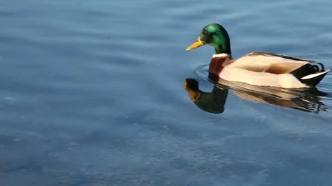 Some wild ducks, mallard ducks, are swimming into Ticino river, Italy Stock Footage 85131840