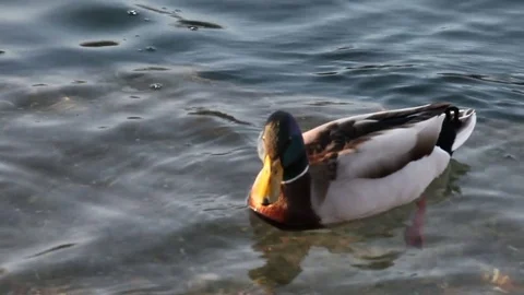 Some wild ducks, mallard ducks, are swimming into Ticino river, Italy Stock Footage 85132094