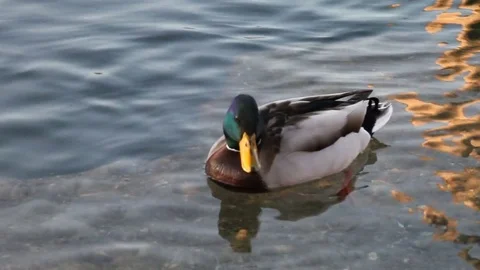 Some wild ducks, mallard ducks, are swimming into Ticino river, Italy Stock Footage 85132387