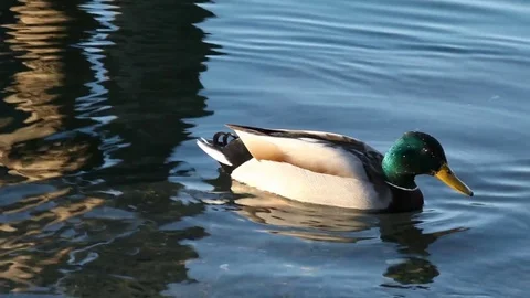 Some wild ducks, mallard ducks, are swimming into Ticino river, Italy Stock Footage 85138025