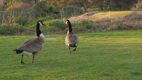 Some wild geese in the field during sunset Video stock 125128697