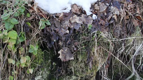 Some withered leaves with snow on top Stock Footage 33642487