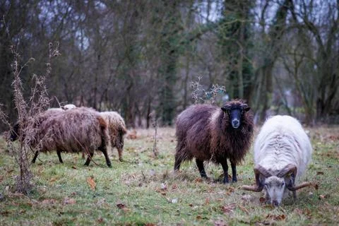 Some wool sheep stand on the meadow Stock Photos