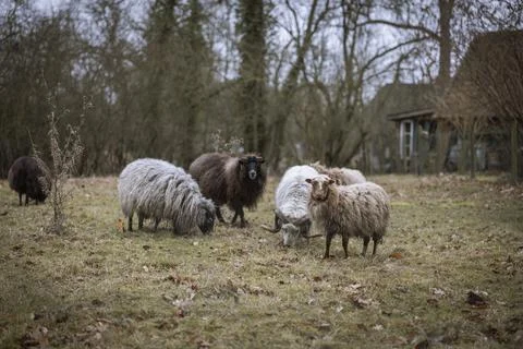 Some wool sheep stand on the meadow Stock Photos