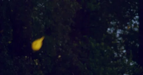 Some yellow autumn leaves falling in front of a dark coniferous background / Stockbeeldmateriaal 131016331