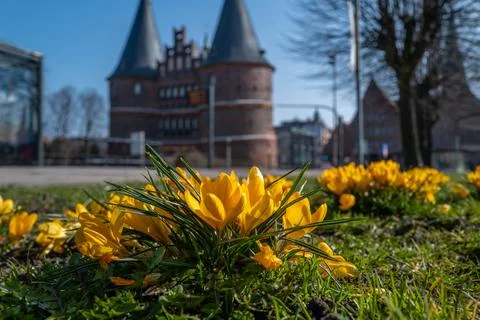 Some yellow crocuses bloom in spring and in the background is Lbeck Holsten G Stock Photos