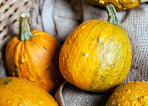Some yellow gourds Stock Photos