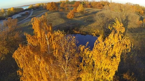Some yellow trees in the park. View around. Aerial Stock Footage 56475002