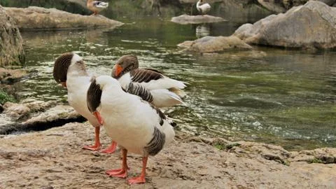 SomeBirdy Foto stock