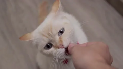 Somebody Feeds The Cat Stock Footage 61587391