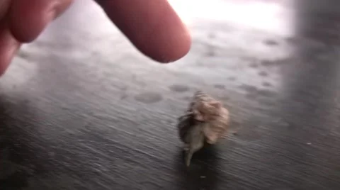 Somebody playing with an Hermit Crab on a table Stock Footage 40220967
