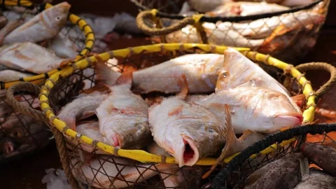Somebody throws fish into the basket with many fish and takes it away. Stock Footage 201158536