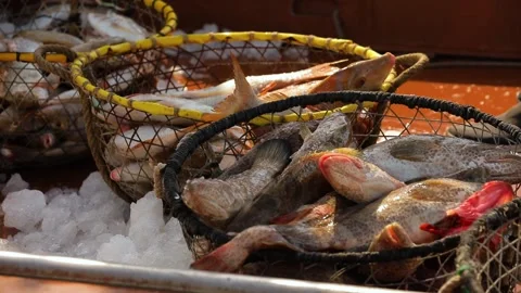 Somebody throws fish into the basket with many fish and pieces of ice. Stock Footage 201158567