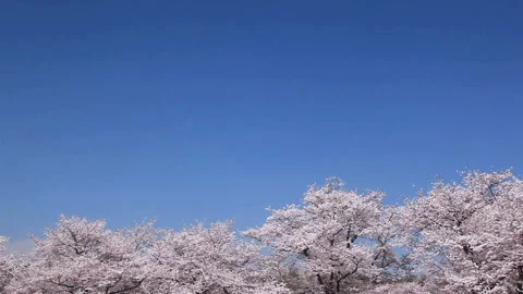 Somei Yoshino 스톡 동영상 330175557