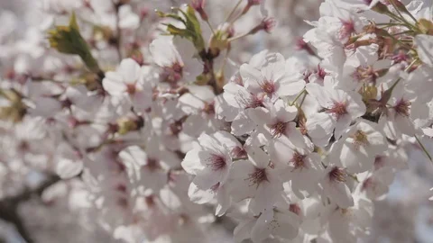 Somei yoshino sakura tree in springtime Stock Footage 100880260