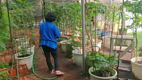 Someome is watering plant of grape seedlings growings in pots Stock Footage 291323190