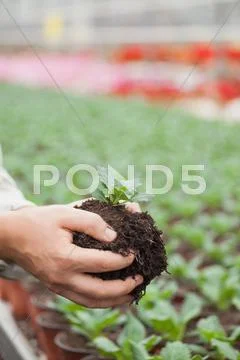 Someone about to plant a shrub Stock Photos