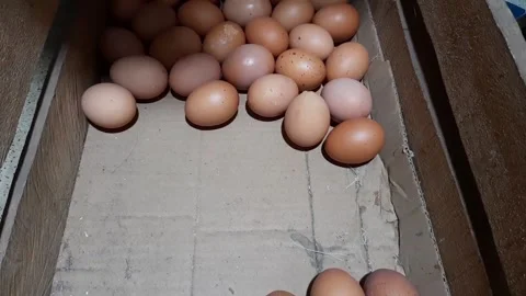 Someone is arranging or putting chicken eggs into a crate Stock Footage 285911941