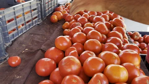 Someone arranging tomatoes on the counter in a fruit and vegetable market Stock Footage 246248239