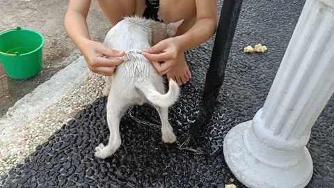 Someone is bathing a white haired dog Stock Footage 220165276
