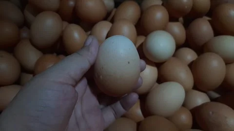 Someone is checking chicken eggs in the crate Stock Footage 284443515